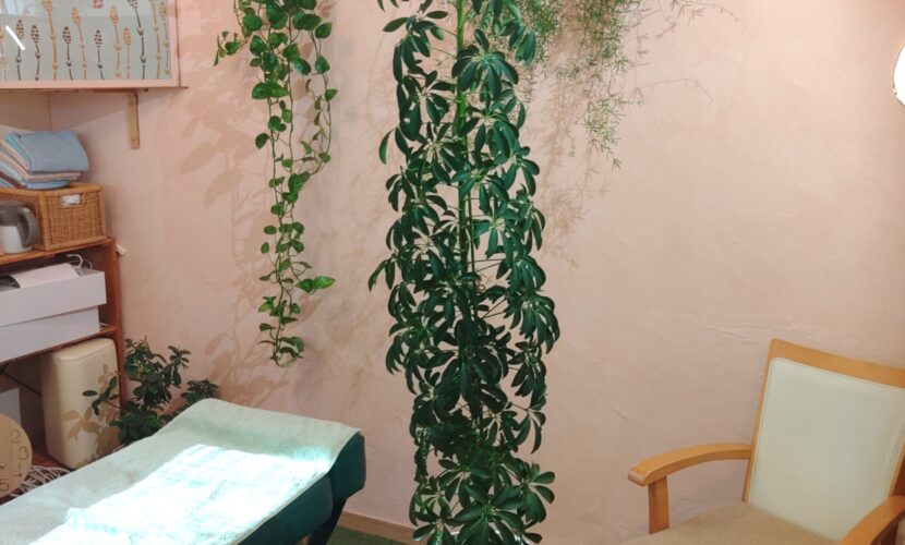 シュフレラ・コンパクタ　なごみ整体屋in豊橋