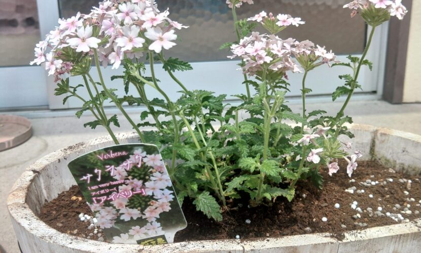 バーベナ　アイベリー　なごみ整体屋in豊橋